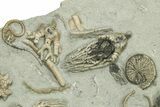 Fossil Crinoid Plate (Ten Species) - Crawfordsville, Indiana #269722-4